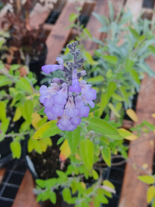 Salvia melissodora <br>GRAPE SCENTED SAGE, TARAHUMARIA INDIAN SAGE <br>Organic