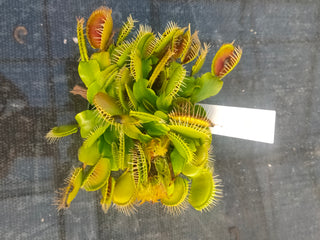 Dionaea muscipula <br>VENUS FLYTRAP GIANT 'FLEXX' OP <br>Organic