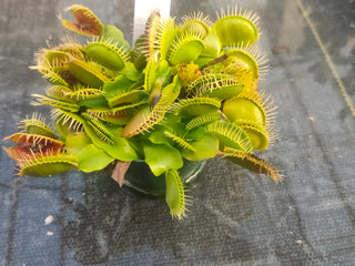 Dionaea muscipula <br>VENUS FLYTRAP GIANT 'FLEXX' OP <br>Organic