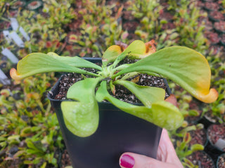 Sarracenia psittacina <br>PARROT PITCHER PLANT