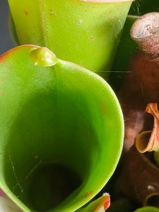 Heliamphora pulchella <br>MARSH SUN PITCHER