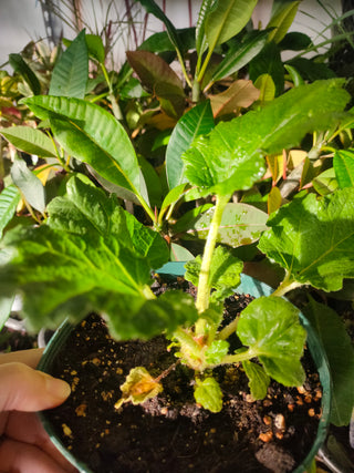 Gunnera manicata <br>GUNNERA, DINOSAUR FOOD