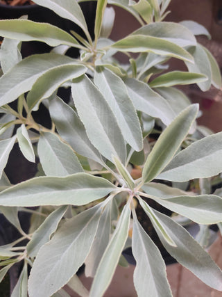 Salvia apiana <br>WHITE SAGE, SACRED SAGE