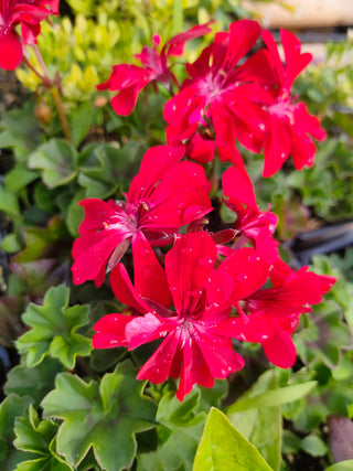 Pelargonium peltatum <br>IVY TRAILING GERANIUM MIX