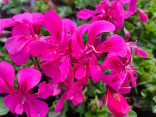 Pelargonium peltatum <br>IVY TRAILING GERANIUM MIX