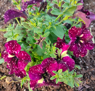 Petunia <br>PETUNIA SPOTTED & STRIPED, BURGUNDY MIX