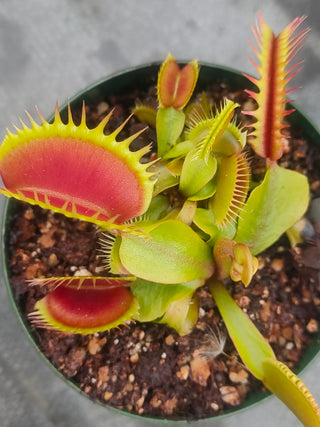 Dionaea muscipula <br>VENUS FLYTRAP 'RED/PURPLE' OP