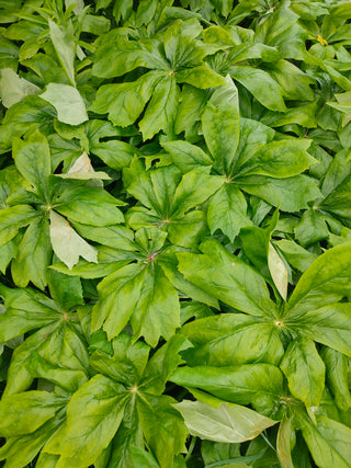 Podophyllum peltatum <br>MAY APPLE