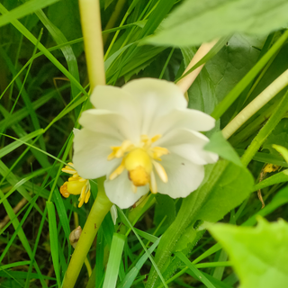 Podophyllum peltatum <br>MAY APPLE
