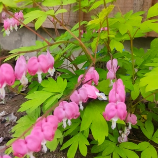 Dicentra spectabilis <br>GOLD FOLIAGE BLEEDING HEART