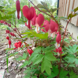 Dicentra spectabilis <br>RED FLOWERS BLEEDING HEART