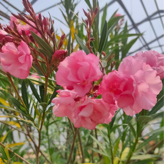 Oleander nerium <br>DOUBLE PINK OLEANDER