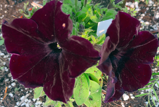 Petunia <br>PETUNIA BLACK SHADES