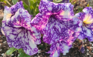 Petunia <br>PETUNIA SPOTTED & STRIPED, BLUE MIX