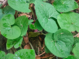 Asarum canadense <br>WILD CANADIAN GINGER
