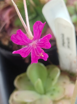 Pinguicula (laueana 'CP2' x emarginata) x laueana