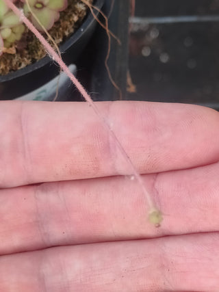 Pinguicula (laueana 'CP2' x emarginata) x laueana