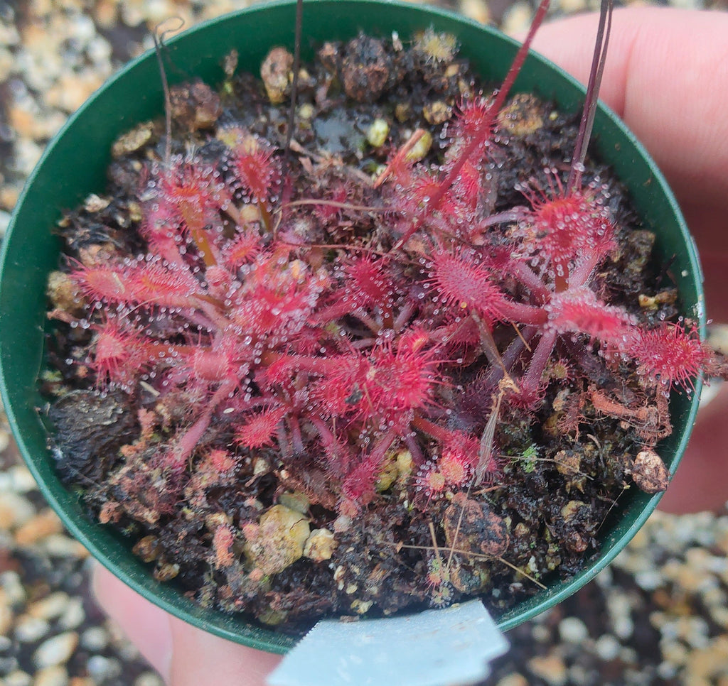 Drosera riparia SUNDEW – Ferri Seeds