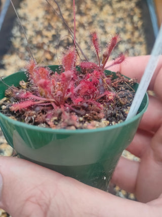 Drosera riparia <br>SUNDEW