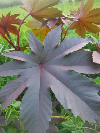 Ricinus <br>CASTOR BEAN BLACK, NEW ZEALAND CASTOR, PURPLE CASTOR