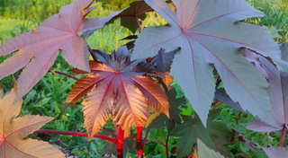 Ricinus <br>CASTOR BEAN BLACK, NEW ZEALAND CASTOR, PURPLE CASTOR