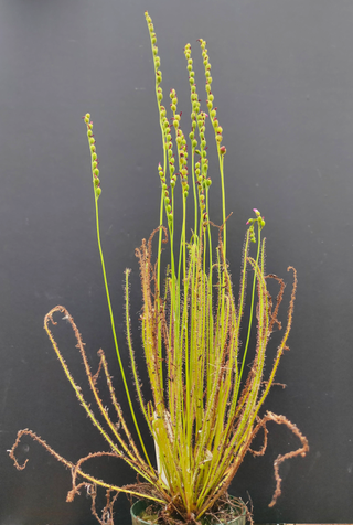 Drosera filiformis <br>THREAD LEAF SUNDEW