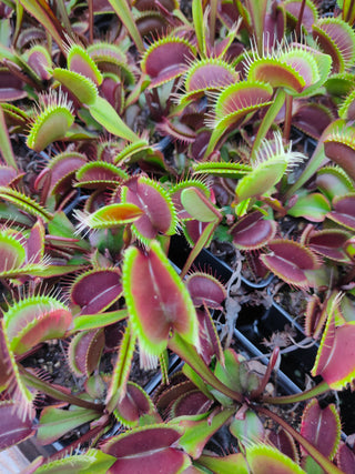 Dionaea muscipula <br>VENUS FLYTRAP 'AKAI RYU' OP