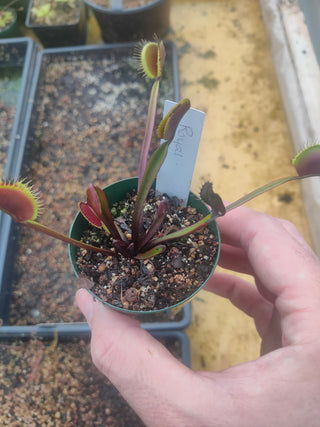 Dionaea muscipula <br>VENUS FLYTRAP 'ROYAL RED'