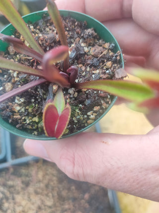 Dionaea muscipula <br>VENUS FLYTRAP 'ROYAL RED'