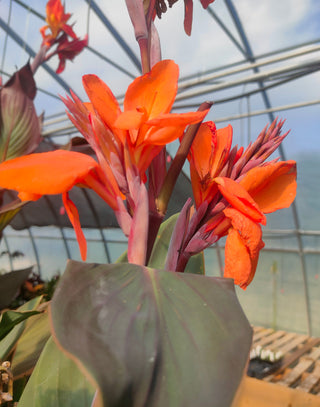 Canna indica <br>CANNA ORANGE WITH BRONZE LEAVES