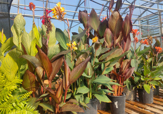 Canna indica <br>CANNA MIX