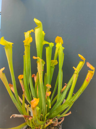 Sarracenia rubra ssp. wherryi <br>SWEET PITCHER PLANT