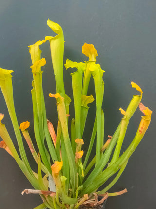 Sarracenia rubra ssp. wherryi <br>SWEET PITCHER PLANT