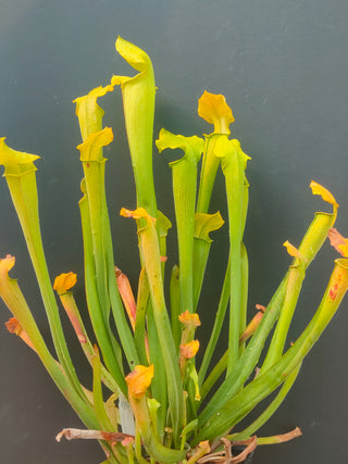 Sarracenia rubra ssp. wherryi <br>SWEET PITCHER PLANT