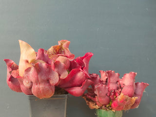 Sarracenia purpurea ssp. venosa var. burkii <br>NORTH AMERICAN PITCHER PLANT