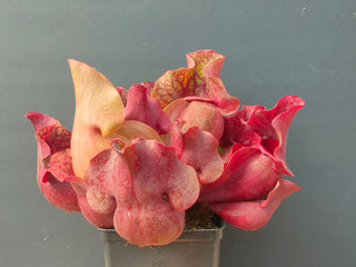 Sarracenia purpurea ssp. venosa var. burkii <br>NORTH AMERICAN PITCHER PLANT