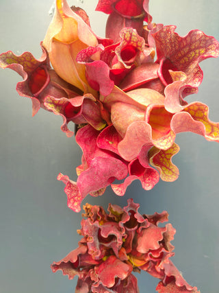 Sarracenia purpurea ssp. venosa var. burkii <br>NORTH AMERICAN PITCHER PLANT