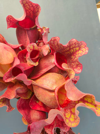 Sarracenia purpurea ssp. venosa var. burkii <br>NORTH AMERICAN PITCHER PLANT