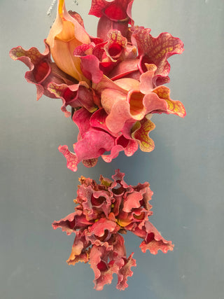 Sarracenia purpurea ssp. venosa var. burkii <br>NORTH AMERICAN PITCHER PLANT