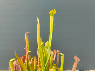 Sarracenia alata <br>PITCHER PLANT YELLOW