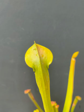 Sarracenia alata <br>PITCHER PLANT YELLOW