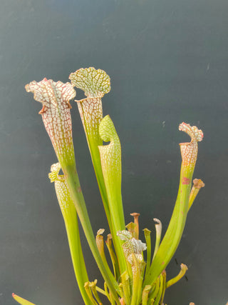 Sarracenia leucophylla <br>PITCHER PLANT SEEDLINGS MIX <br>3 LIVE PLANTS