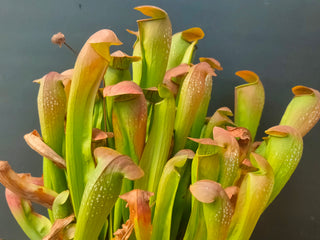 Sarracenia 'Bug Bat' [(Alata x Psittacina) x Minor Okee] <br>PITCHER PLANT <br>LIVE PLANT
