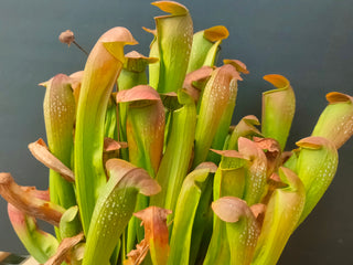 Sarracenia 'Bug Bat' [(Alata x Psittacina) x Minor Okee] <br>PITCHER PLANT <br>LIVE PLANT