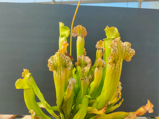 Sarracenia (rubra x purpurea) x OP <br>'BARBA GREEN' PITCHER PLANT