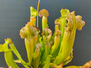 Sarracenia (rubra x purpurea) x OP <br>'BARBA GREEN' PITCHER PLANT