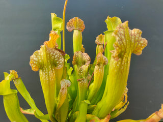 Sarracenia (rubra x purpurea) x OP <br>'BARBA GREEN' PITCHER PLANT