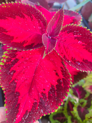 Coleus blumei <br>COLEUS NEW TYPES MIX