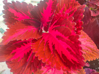Coleus blumei <br>COLEUS NEW TYPES MIX