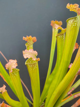 Sarracenia Leucophylla x Readii <br>PITCHER PLANT 'FARNHAMII'